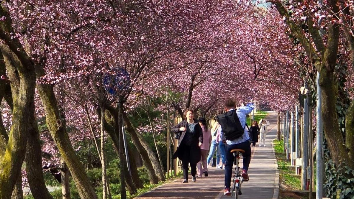 cirezi japonezi infloriti timisoara