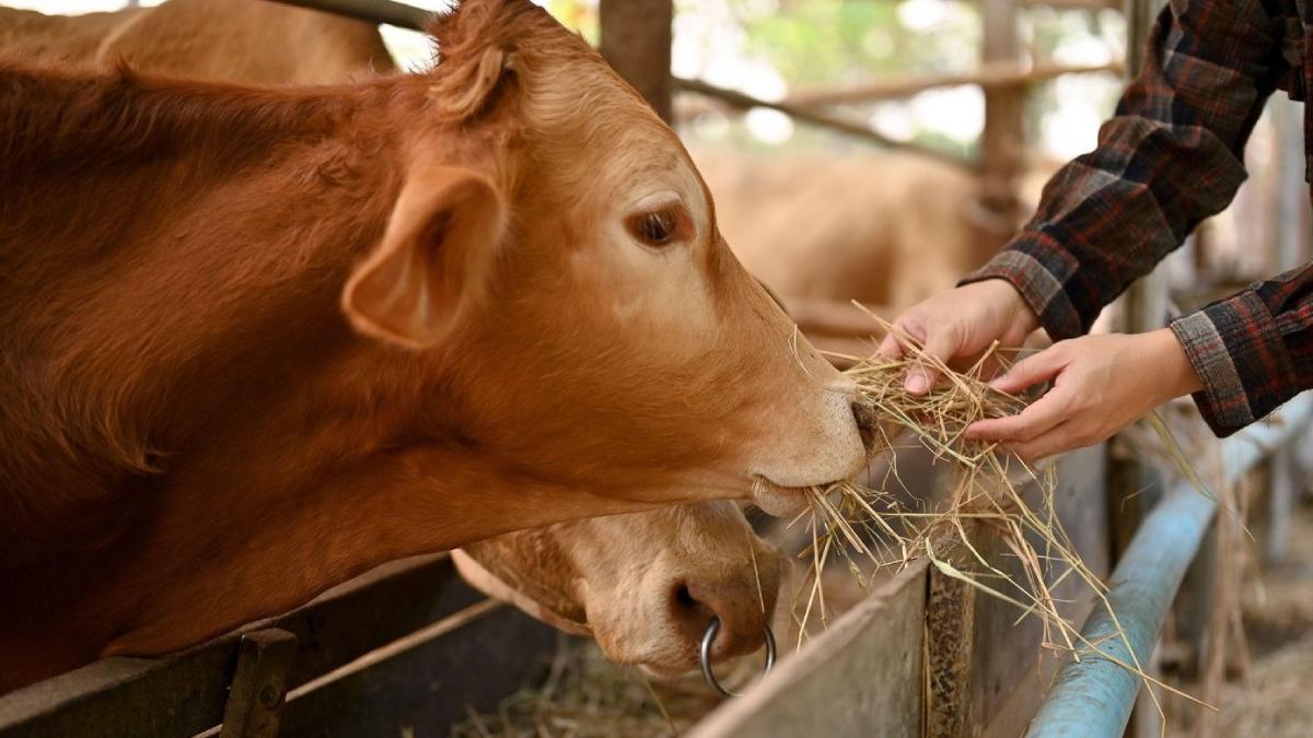 crescatori animale fermieri vaci bovine