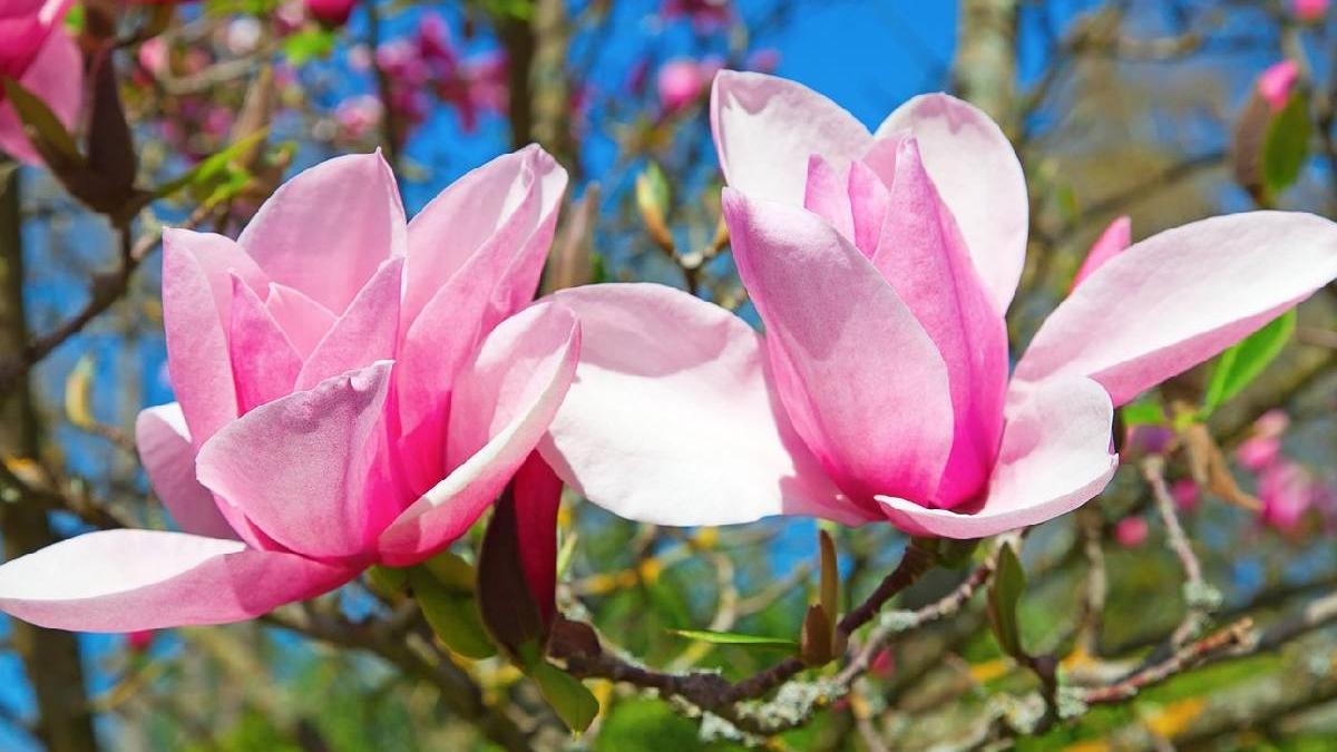 plantare magnolie