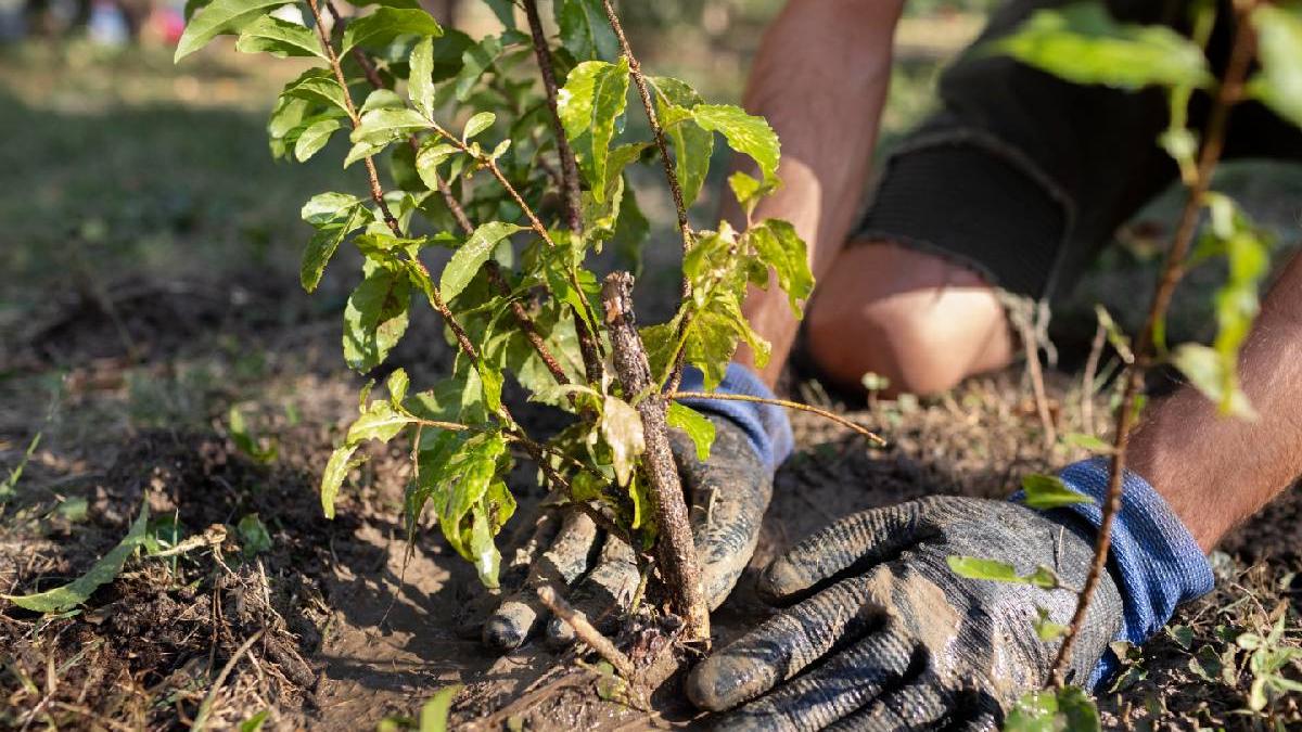 distanta plantare pomi