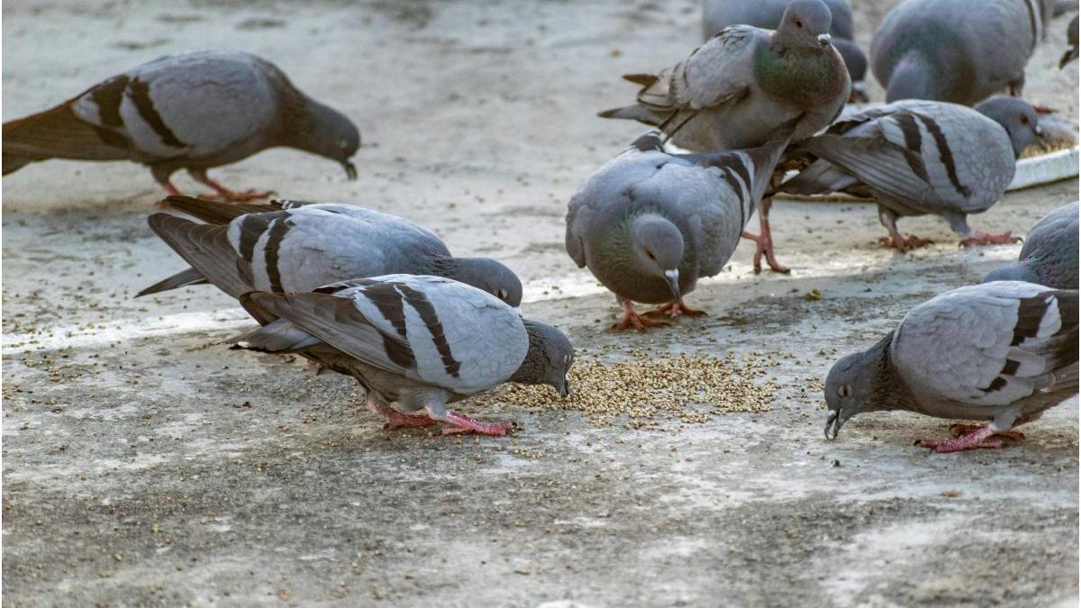 hranirea porumbeilor boli transmisibile oameni 