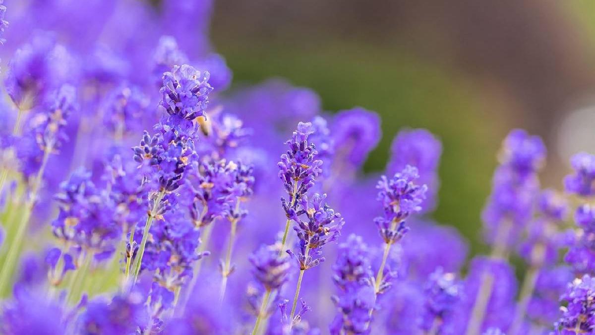 lavanda