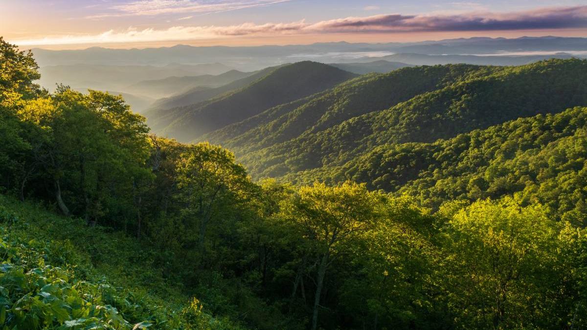 paduri Romania