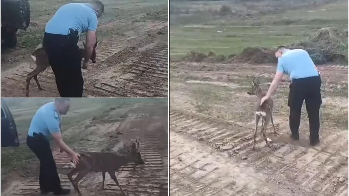 pui caprioara salvat jandarmi captiv sarata monteoru