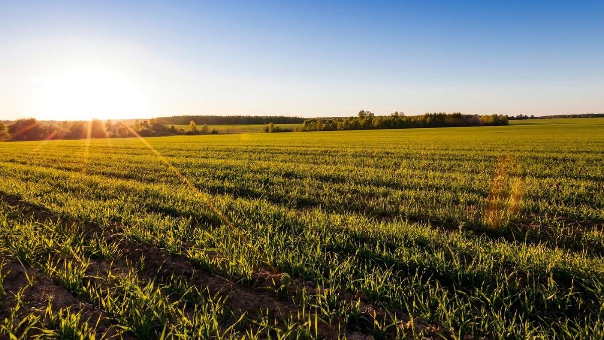 culturi agricole primavara