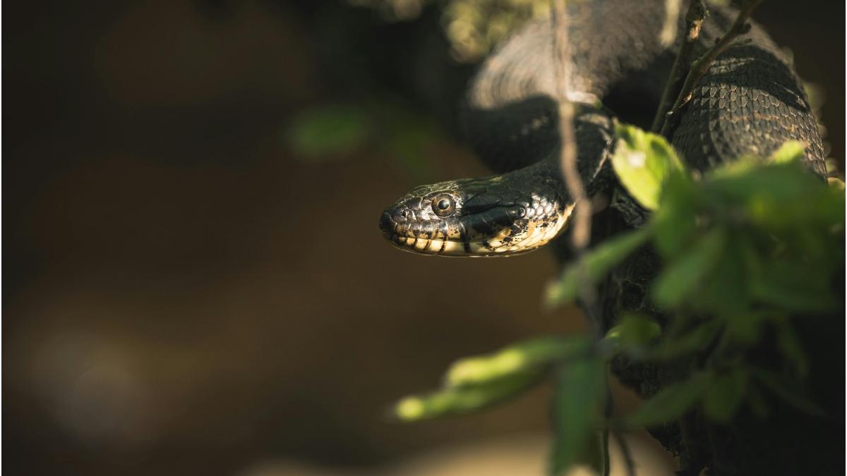 muscatura vipera salvamont 