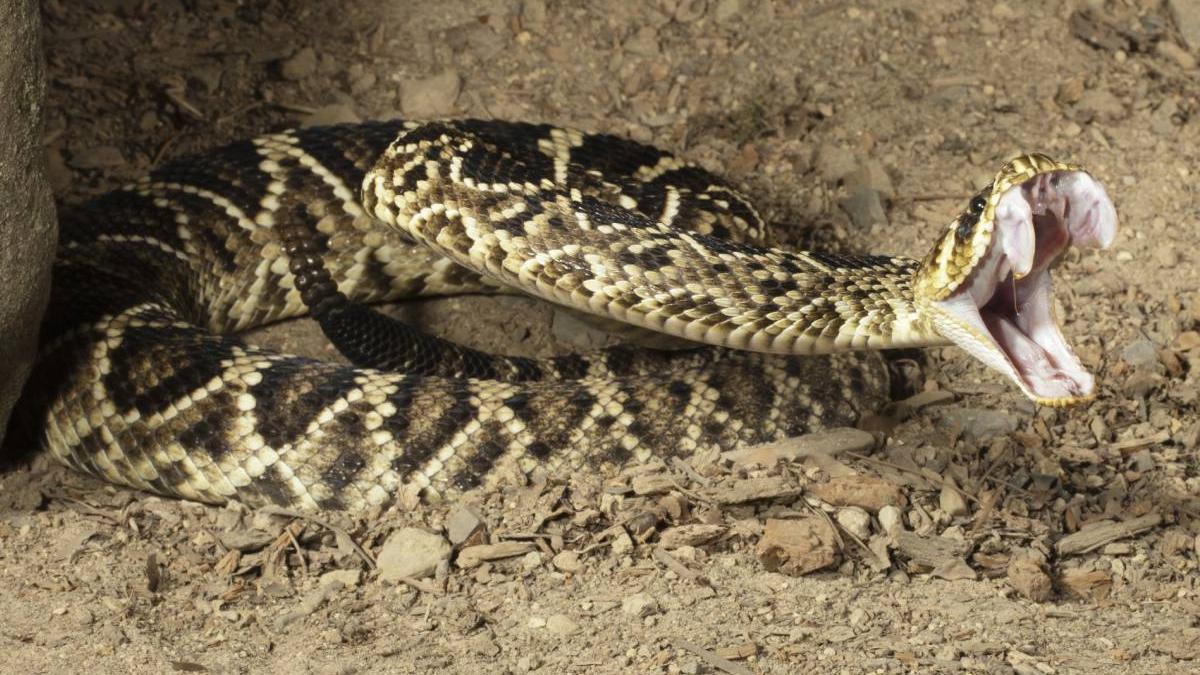 vipera