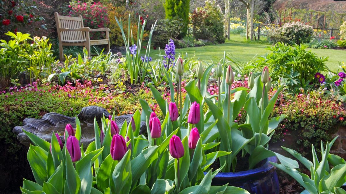 pensionara brasov amendata plantat flori gradina bloc