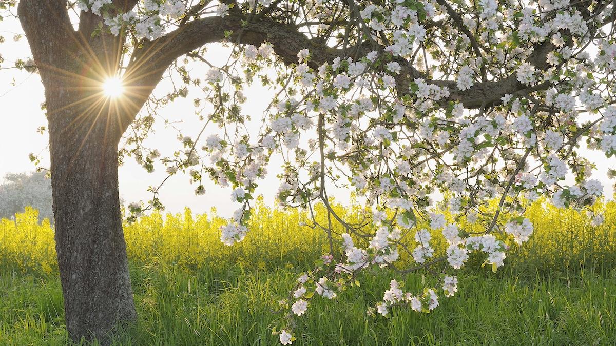 meteo Getty Images - 	Raimund Linke