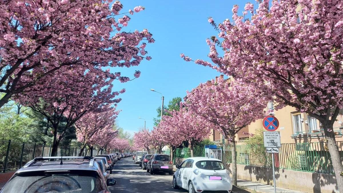 strada timisoara