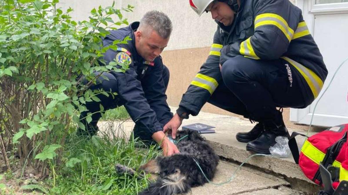 catel salvat incendiu izbucnit candela apartament pitesti