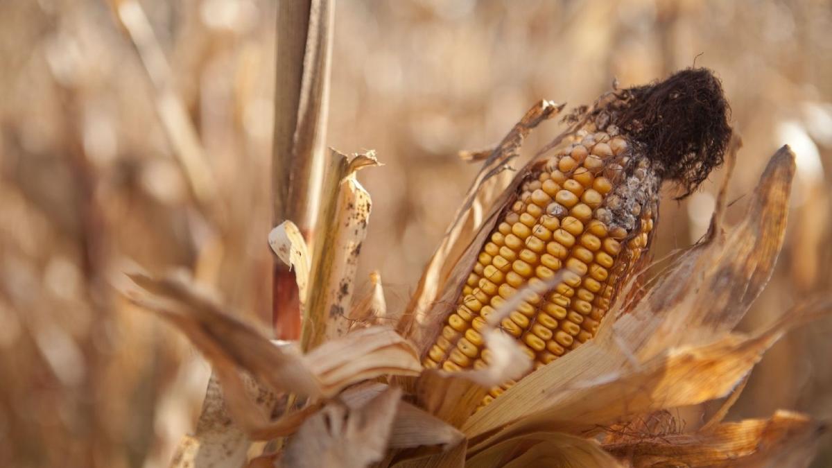 culturi distruse vreme severa agricultura