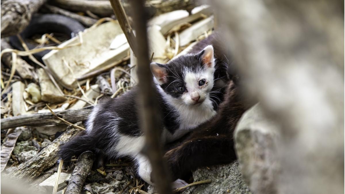 barbat amendat pisici abandonate gunoi 