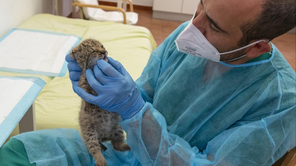 Râsul iberic, una dintre cele mai rare feline din lume, nu mai este pe cale de dispariție