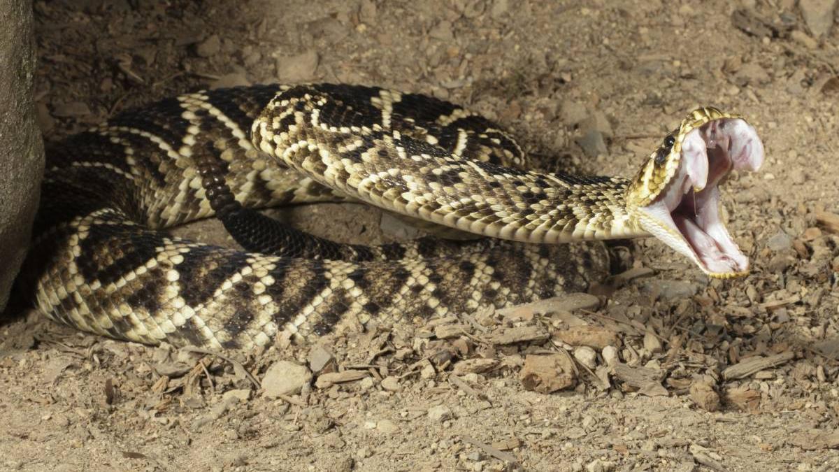 vipera