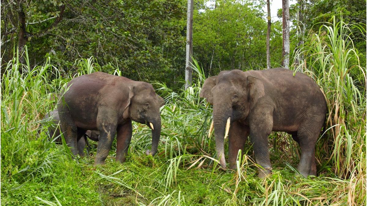 elefant cale de disparitie profimedia