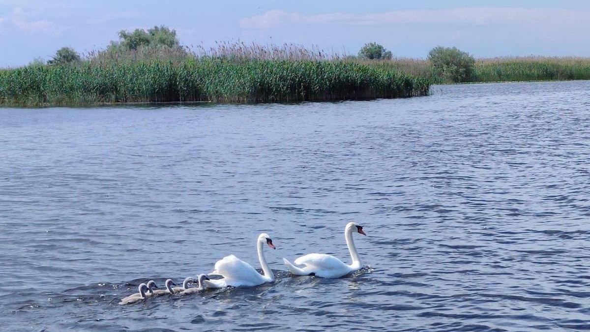 Spectacolul „Lacul Lebedelor” ajunge în Delta Dunării