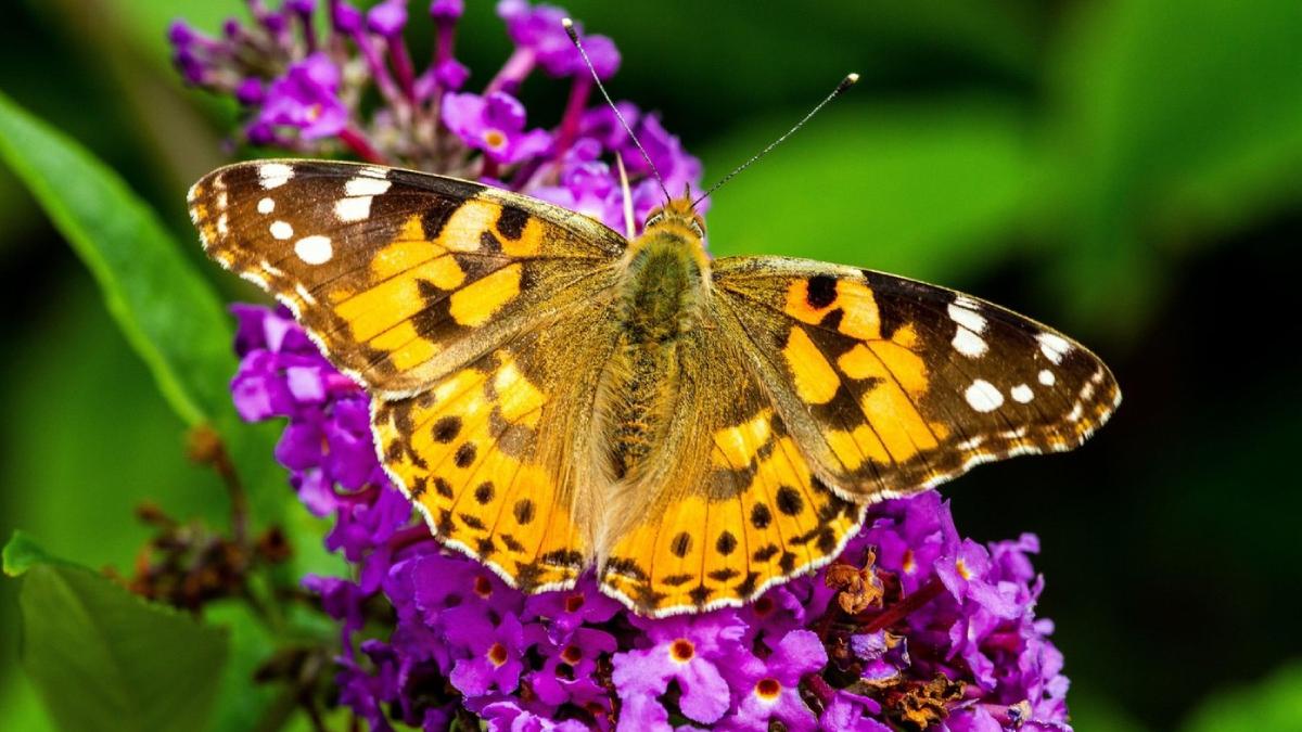 fluture doamna pictata vanessa cardui