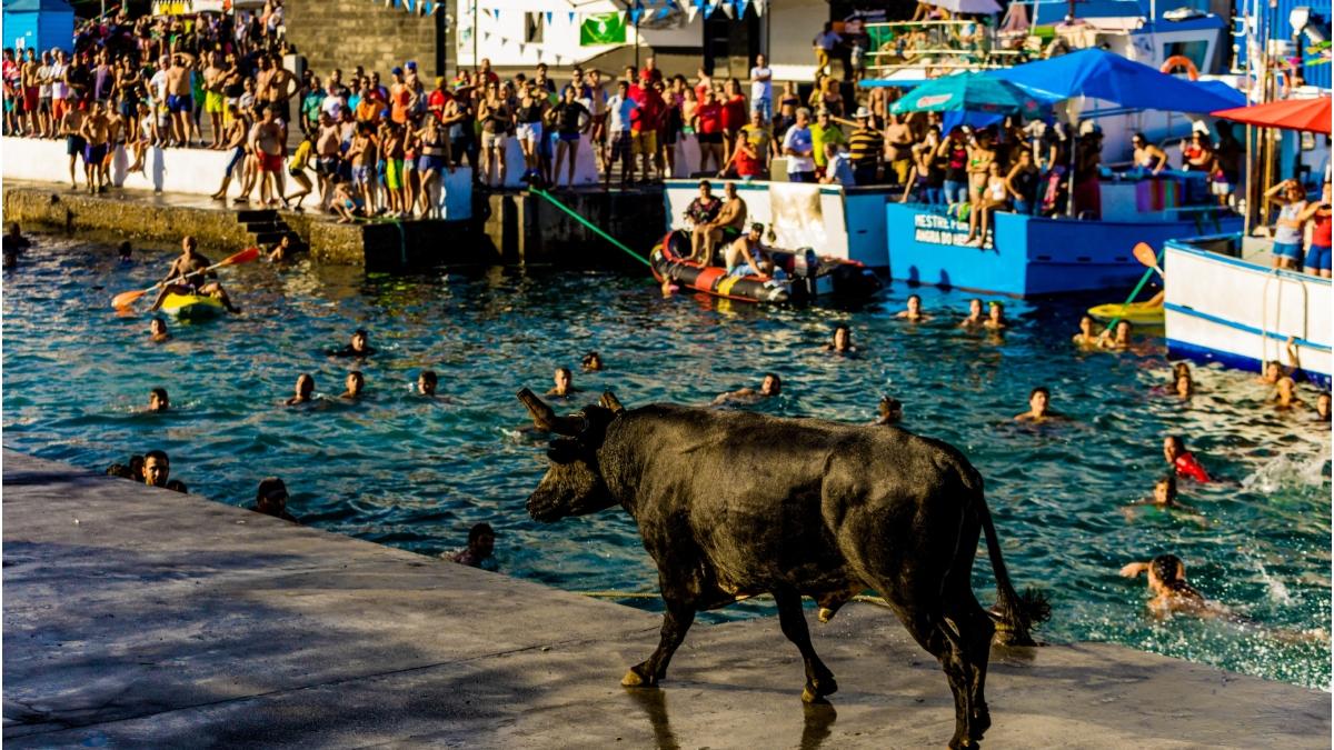 cursa cu tauri