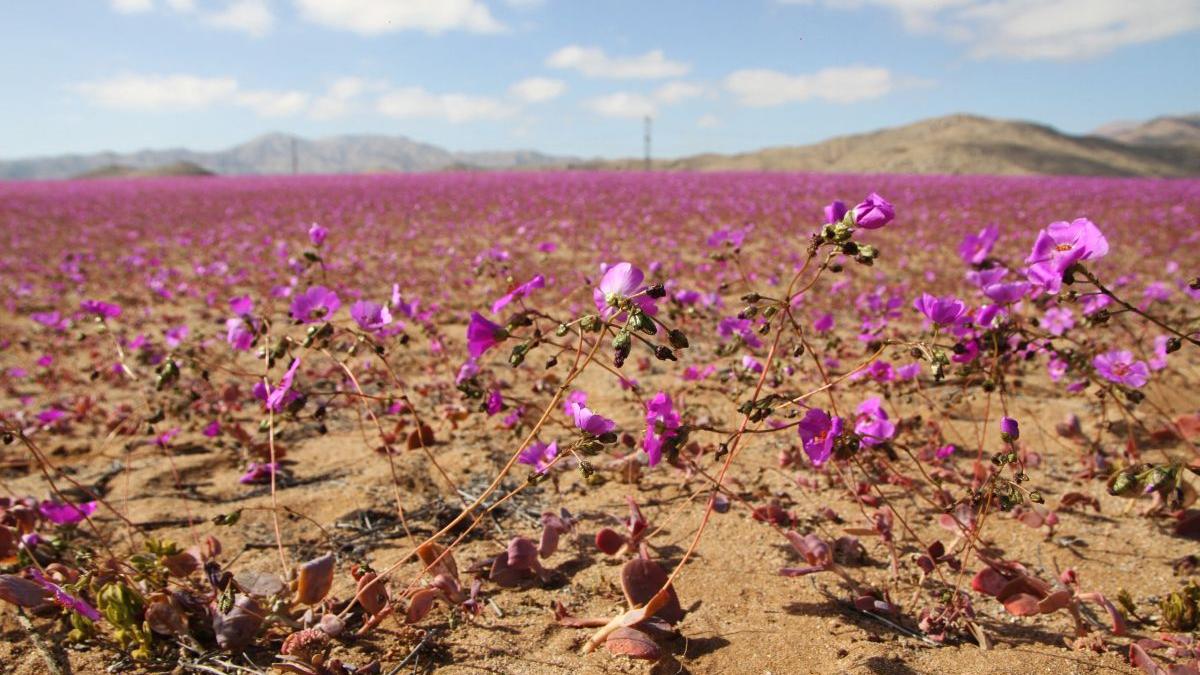 flori desert atacama profimedia