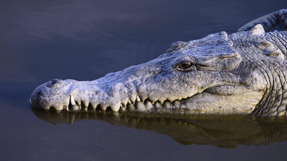 crocodil