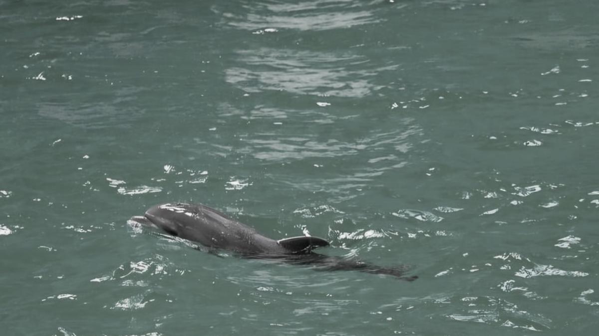 baby pui delfin delfinariu constanta