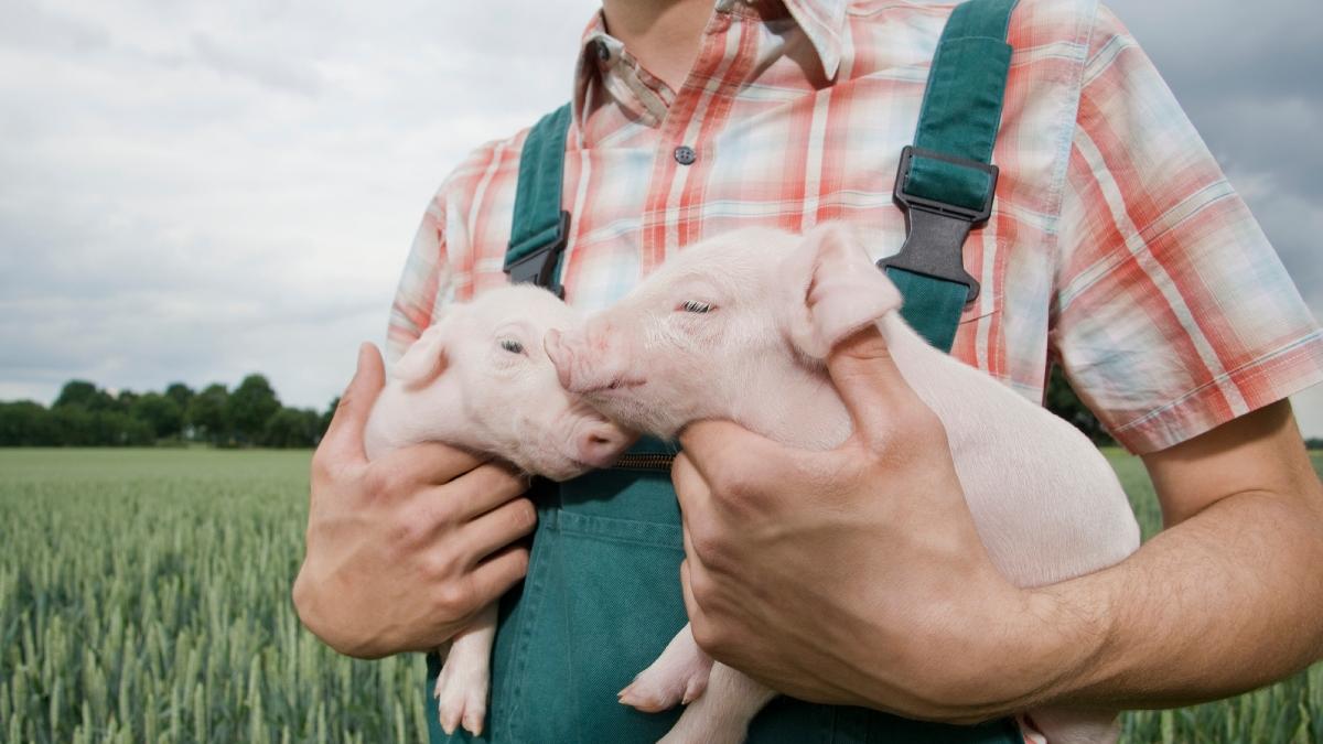 fermier-crestere porci - getty