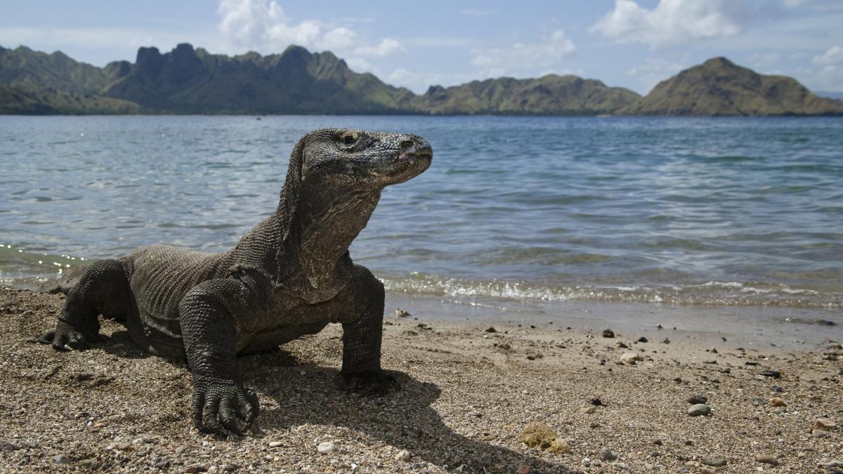 dragon komodo