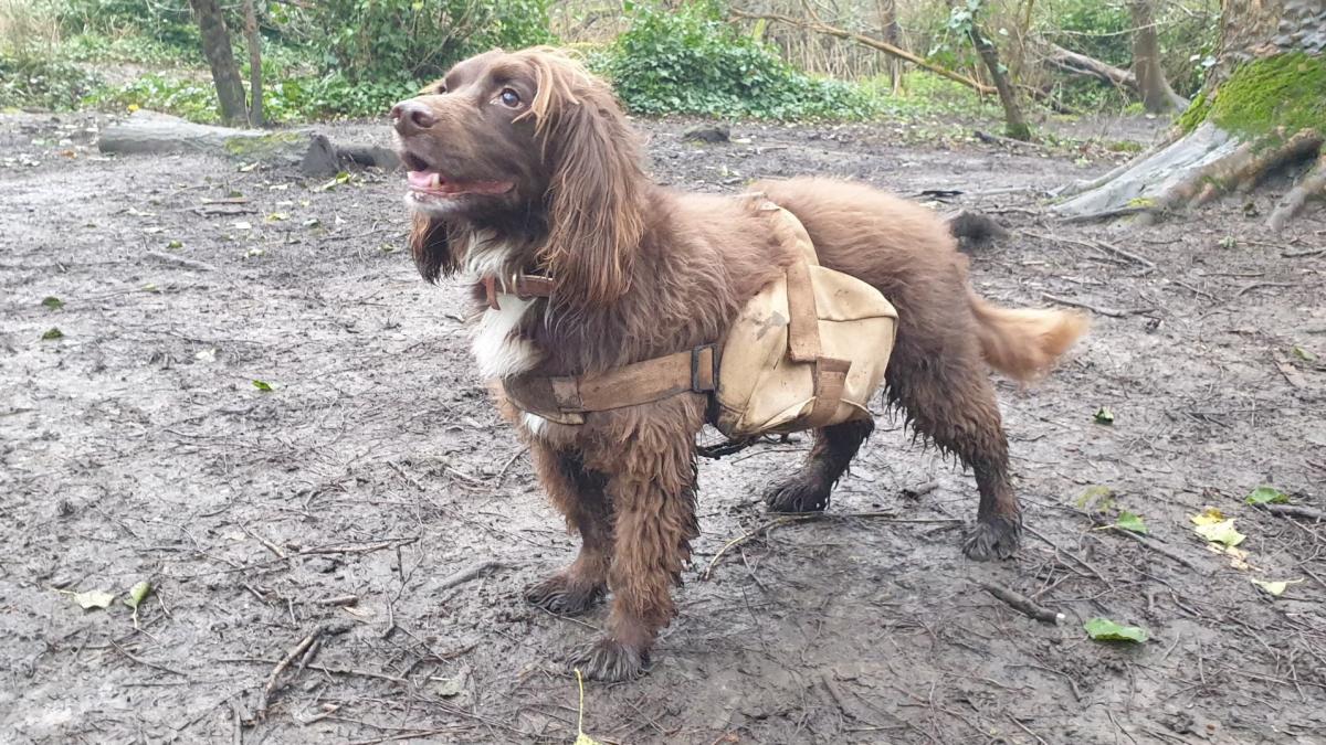 caine cu rucsac foto Railway Land Wildlife Trust