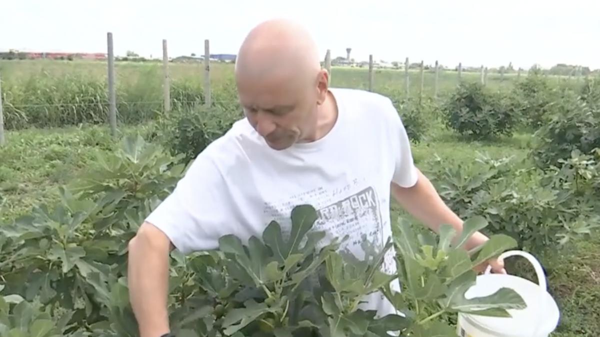 valentin badea livada smochini buzau