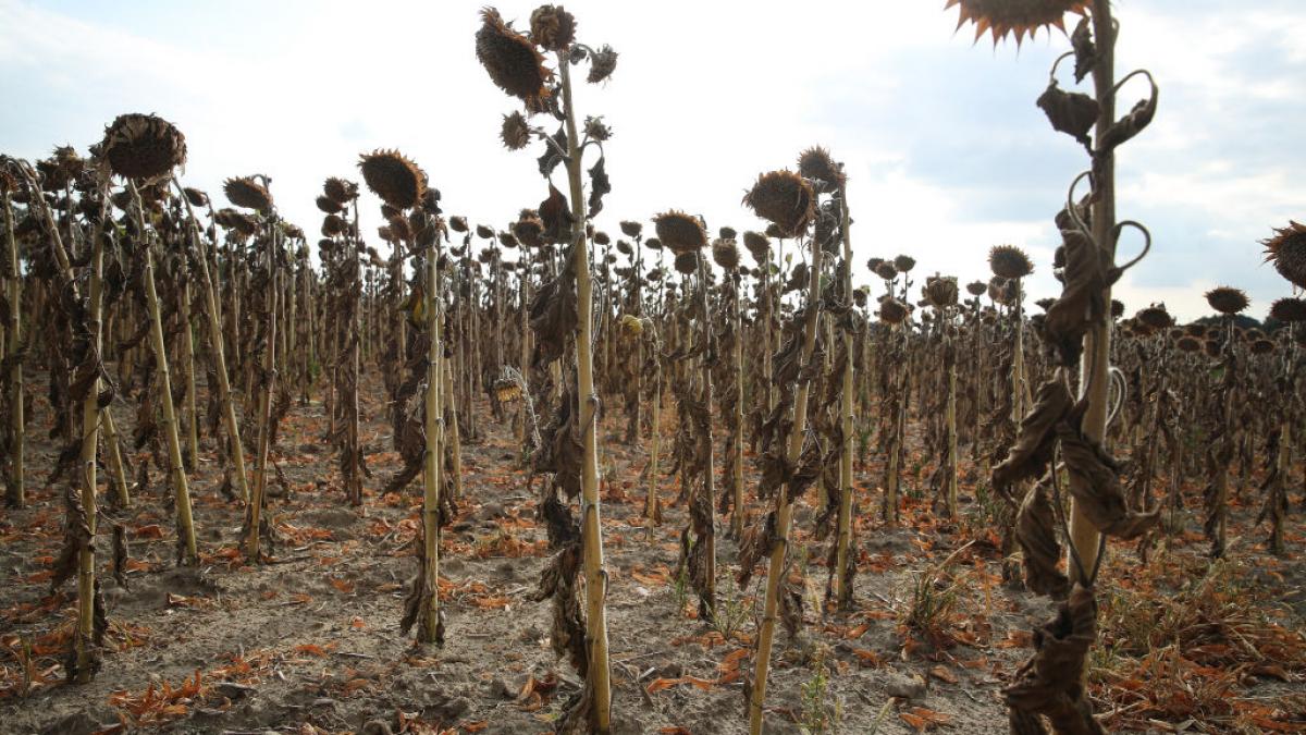 Terenurile agricole din România, în pericol de a fi abandonate. Seceta face ravagii, fermierii sunt disperați