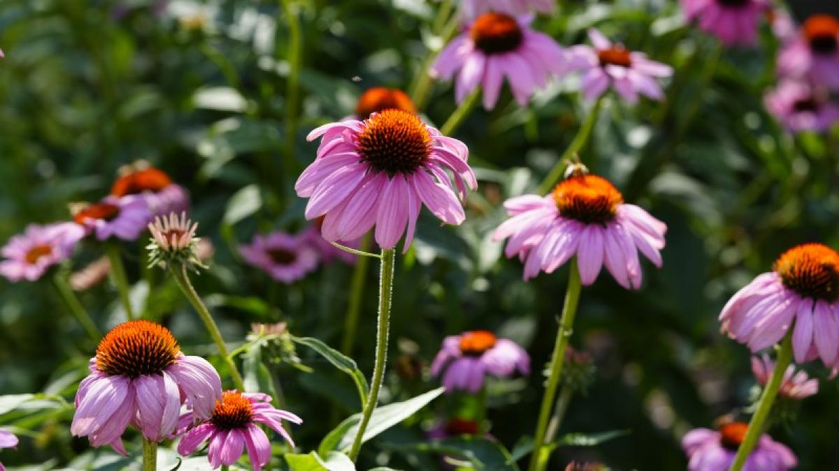 flori echinacea