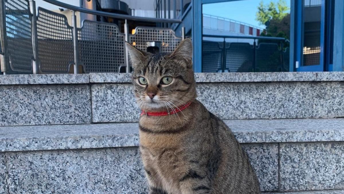 Vasi, pisica mascotă a Aeroportului Otopeni, a dispărut. Angajaţii fac apel la cetăţeni pentru a o găsi