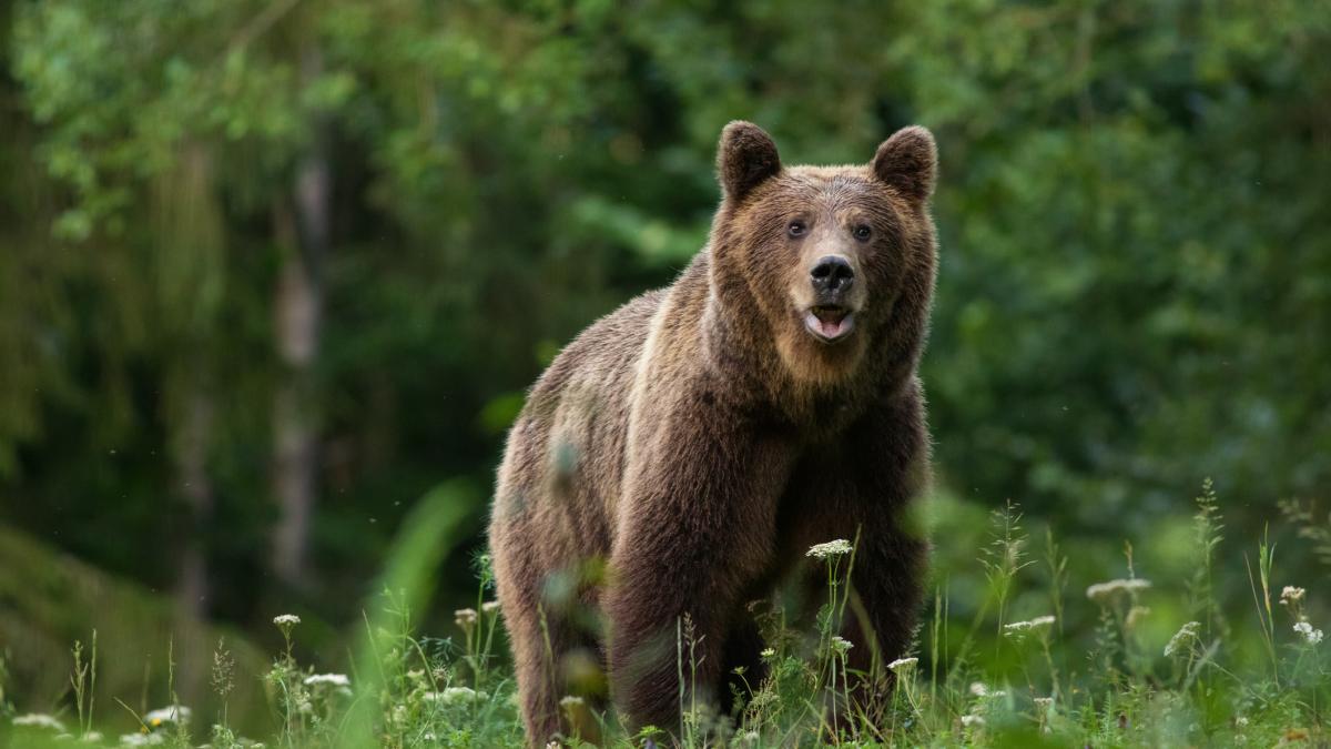 O familie a dat nas în nas cu trei urși, pe un traseu din Slănic Moldova. Au intervenit jandarmii montani