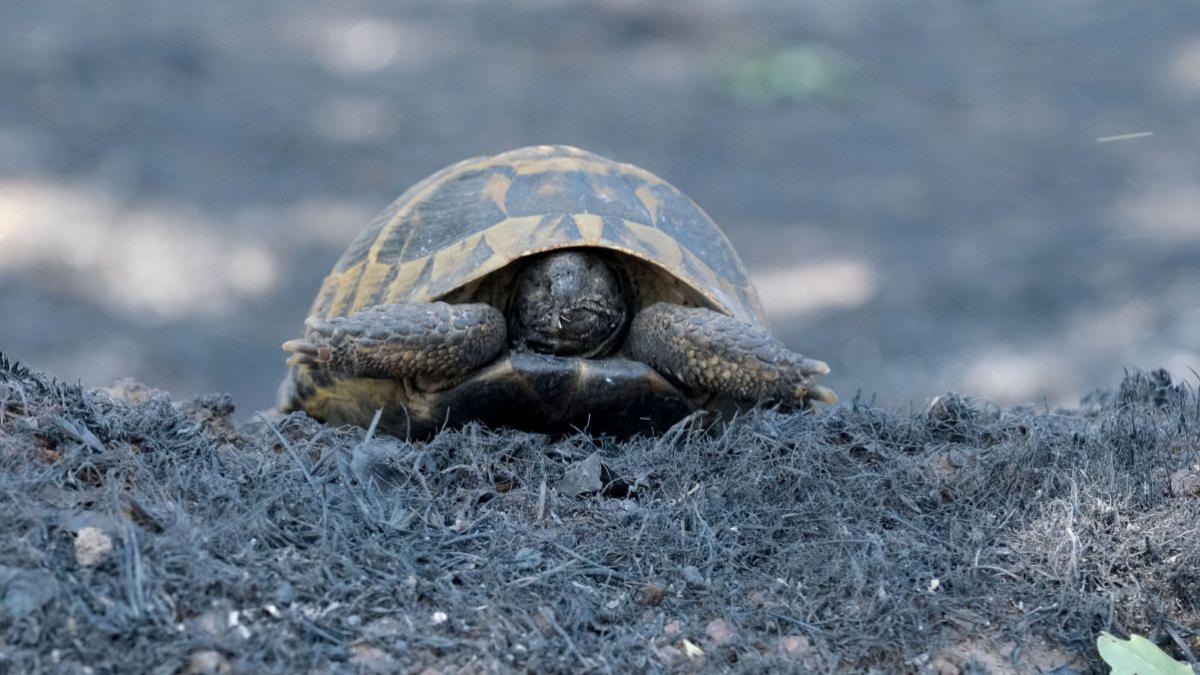 Un român s-a ales cu dosar penal după ce a încercat să vândă o broască țestoasă pe internet