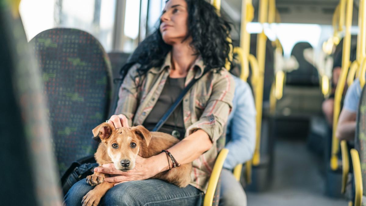 caine si stapana lui pe scaun in autobuz