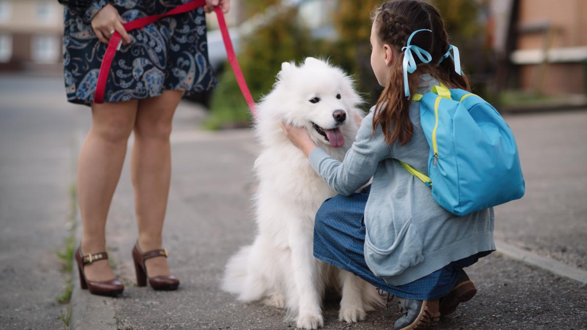 copil caine samoyed scoala getty