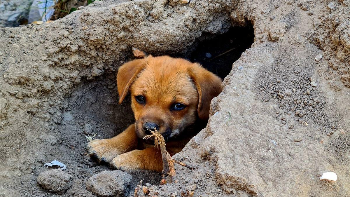 Animalele străzii din Ilfov, câini și pisici, vor primi îngrijire medicală gratuită