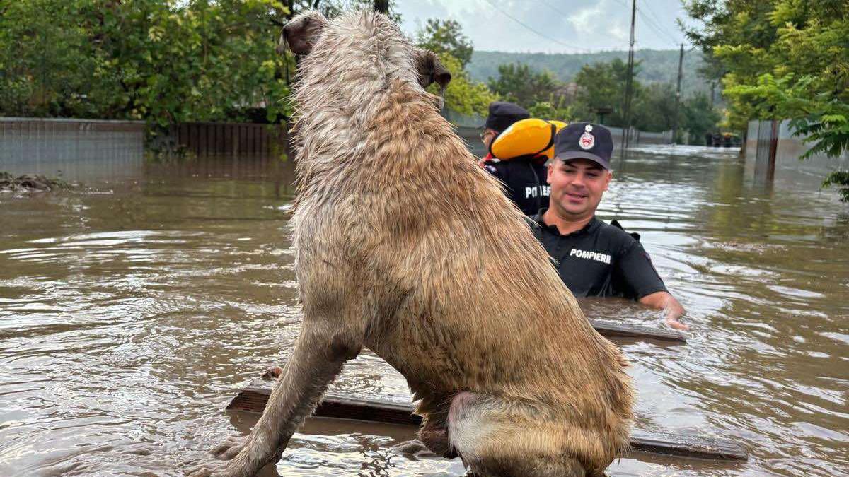 Caine salvat de un pompier la inundatiile din Galati