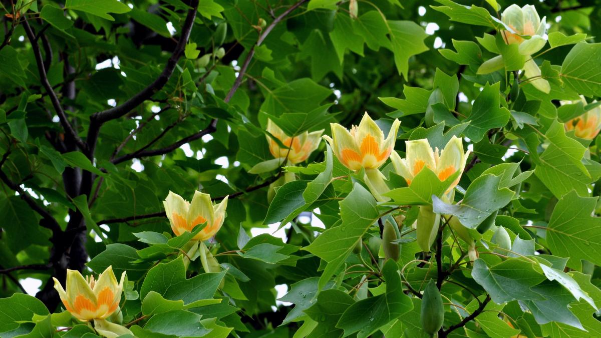 Un nou tip de lemn a fost descoperit la „Arborele lalea”. Până acum, existau doar două categorii de copaci