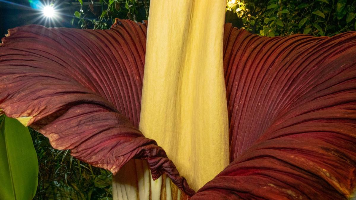 Planta cadavru, Titan Arum