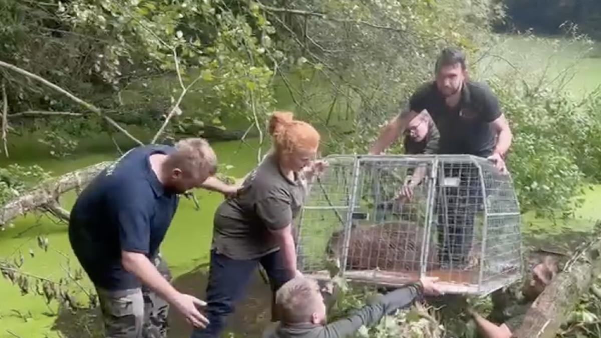 capibara evadata gradina zoologica