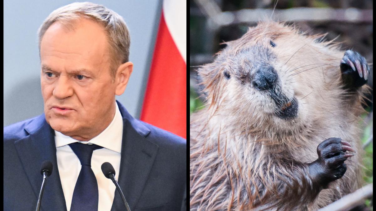 Colaj foto Donald Tusk stanga si un castor dreapta