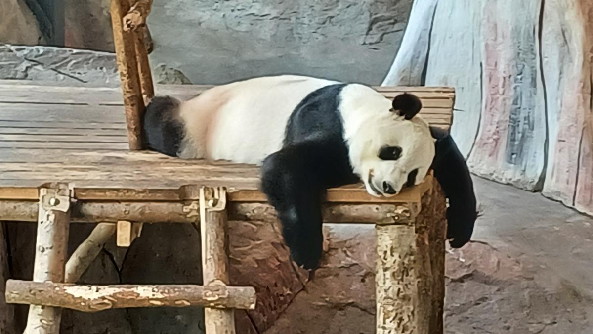 urs panda la zoo