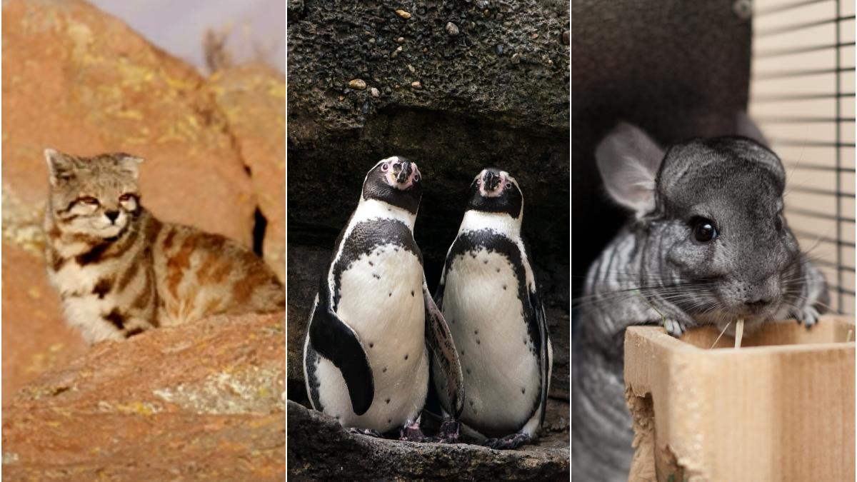 Pisica andina, pinguinul Humboldt si chinchilla