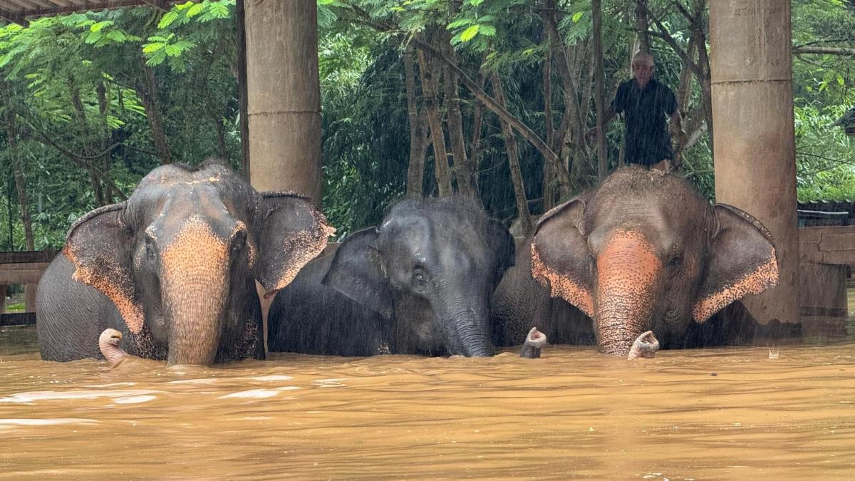 inundatii in thailanda animale salvate