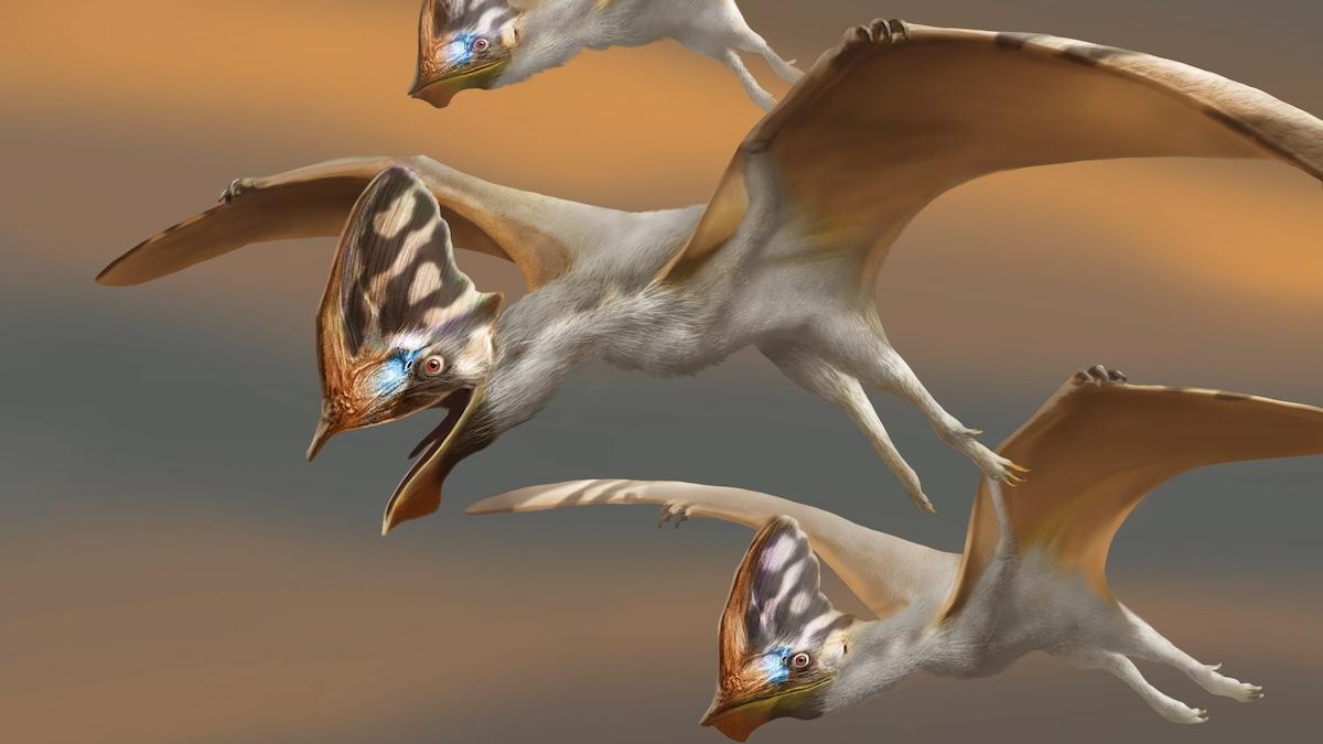 pterozaur profimedia