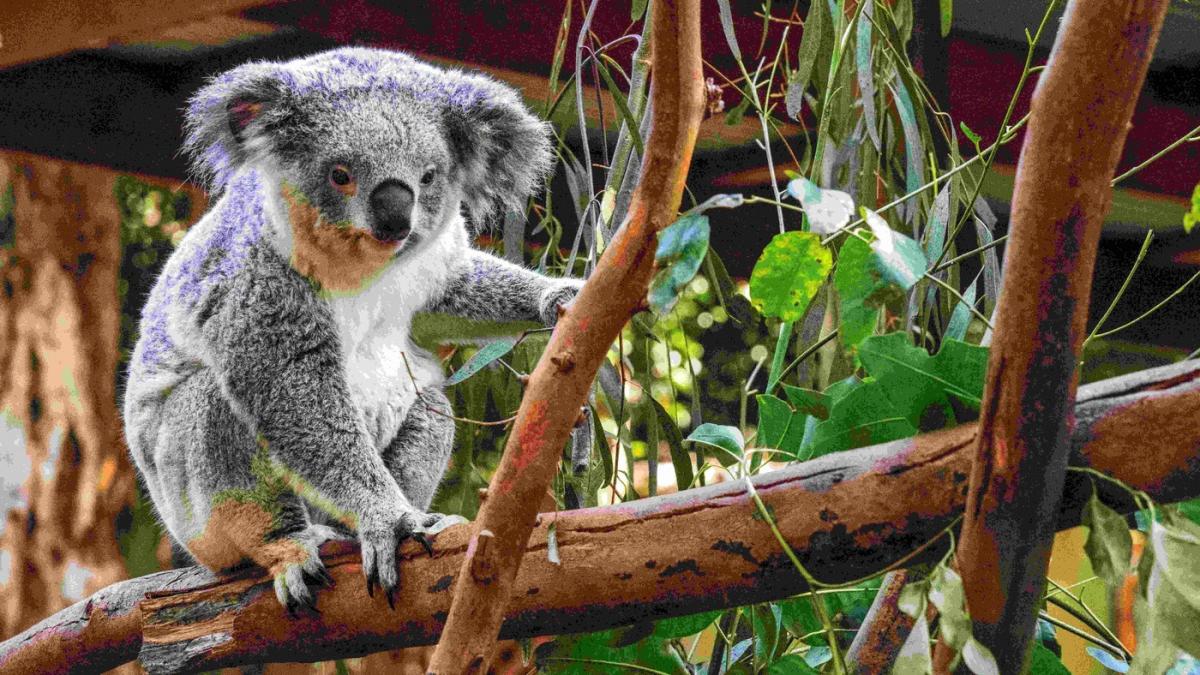 koala in pom