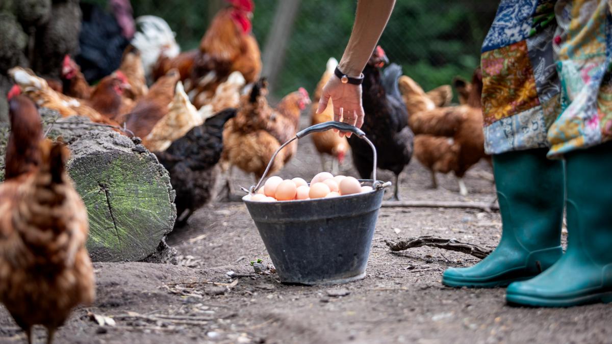 gaini si picioarele unei femei care se apleaca sa ridice o galeata plina cu oua