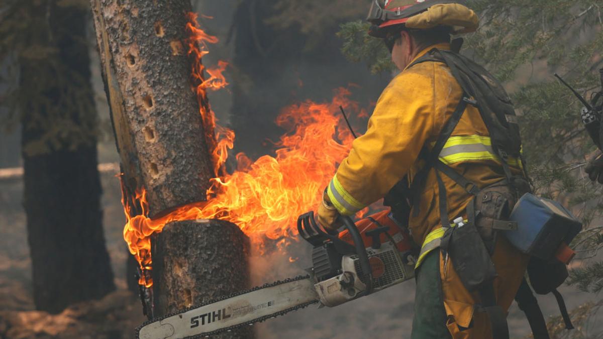 pompier taie copac cuprins de flacari incendiu vegetatie